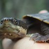 Sophia tutors Ecology in Cairns, Australia