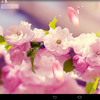 Alia is an online Social Sciences tutor in Lahore, Pakistan
